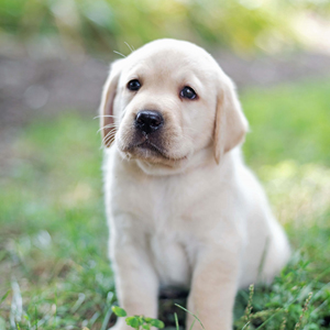 Medium Breed Puppies