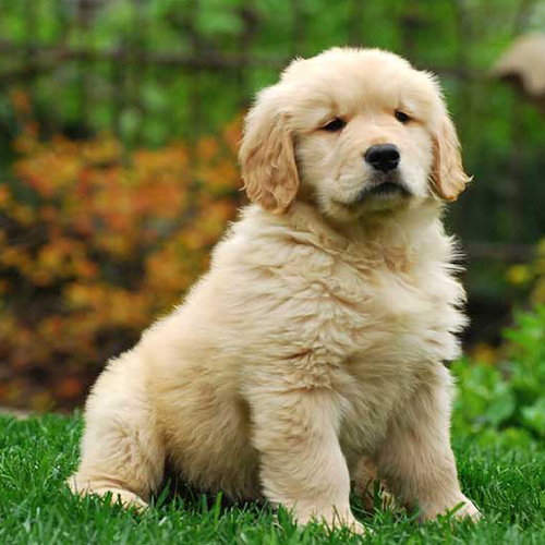 Golden Retriever Puppy