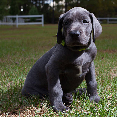 Great Dane Puppy