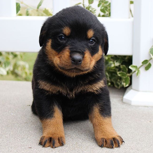 Rottweiler Puppy