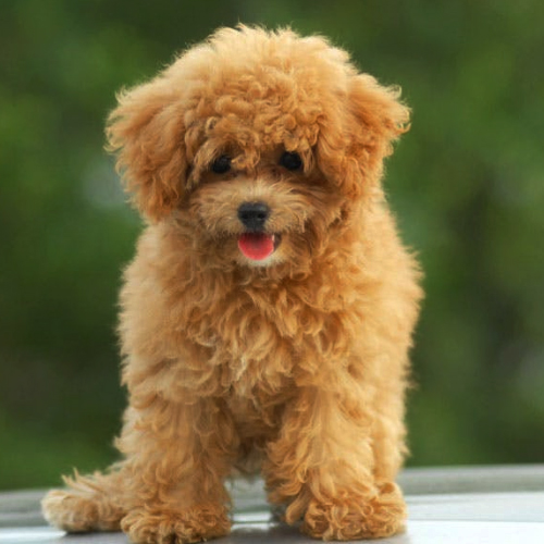 Poodle Puppy