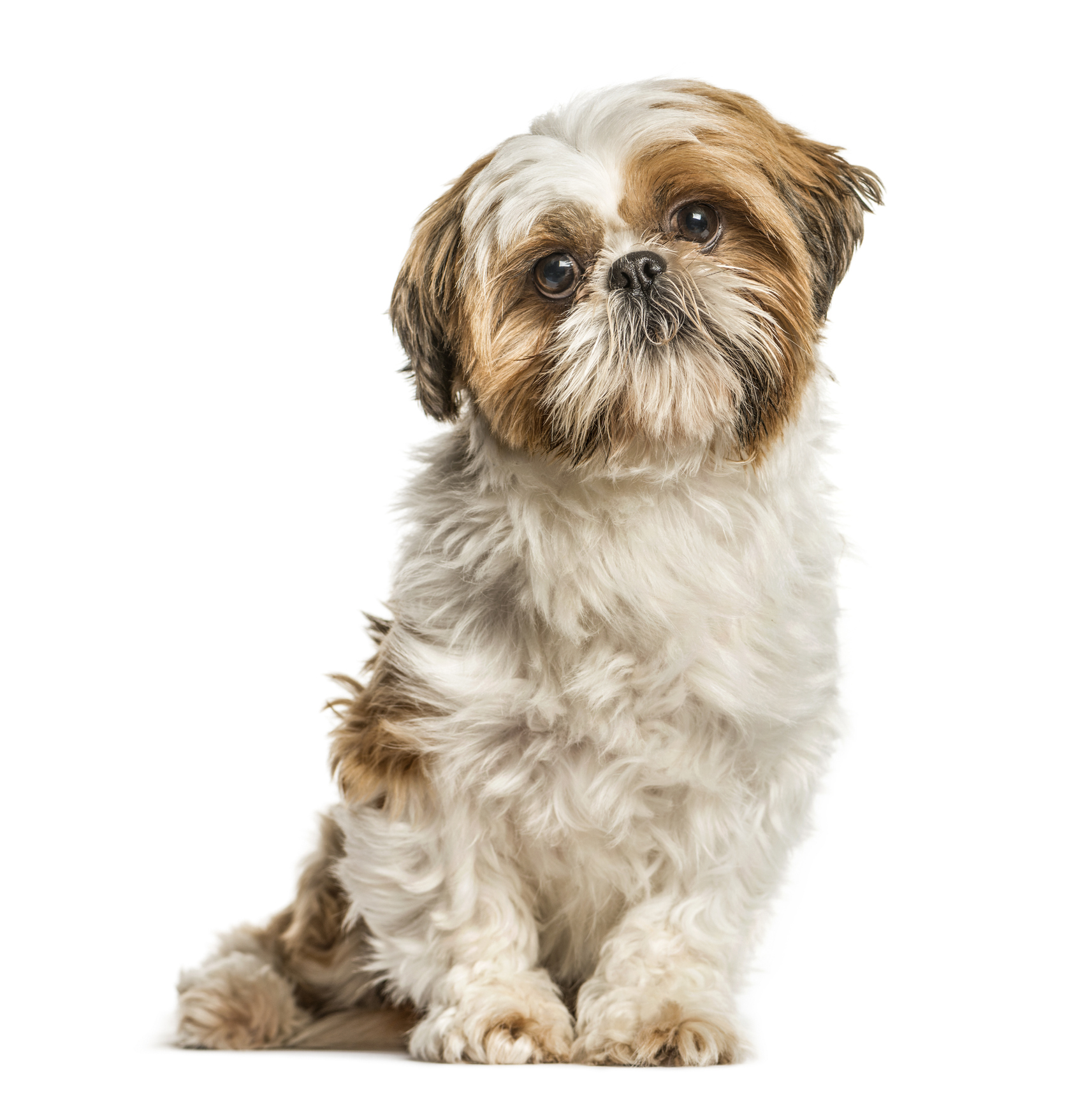 Shih Tzu Puppy