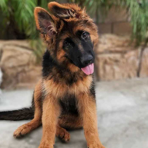 German Shepherd Puppy