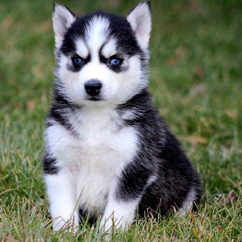 Siberian Husky Puppy