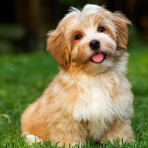 Havanese Puppy